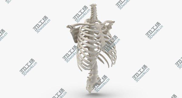 images/goods_img/20210312/3D Real Human Rib Cage Spine Calvicle and Scapula Bones Anatomy With Intervertibral Disks White 01/2.jpg